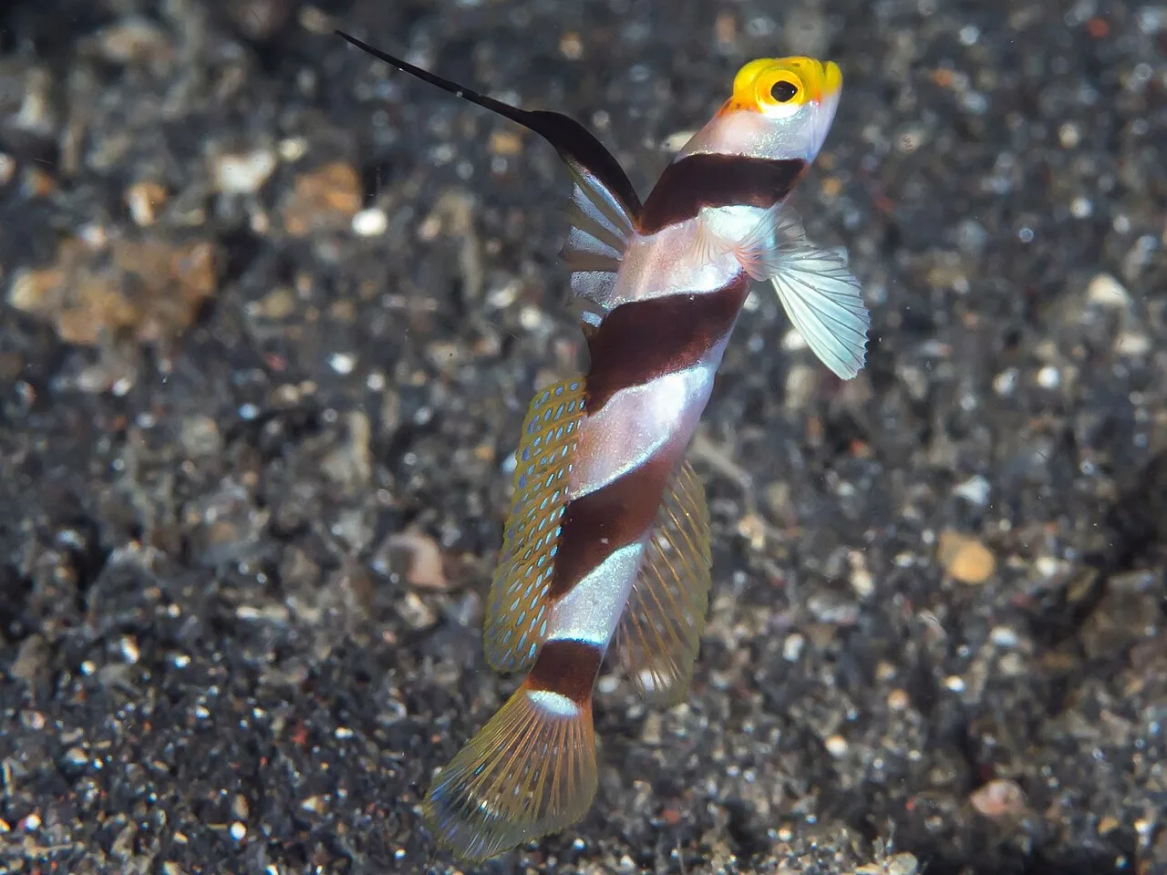 Black-ray goby