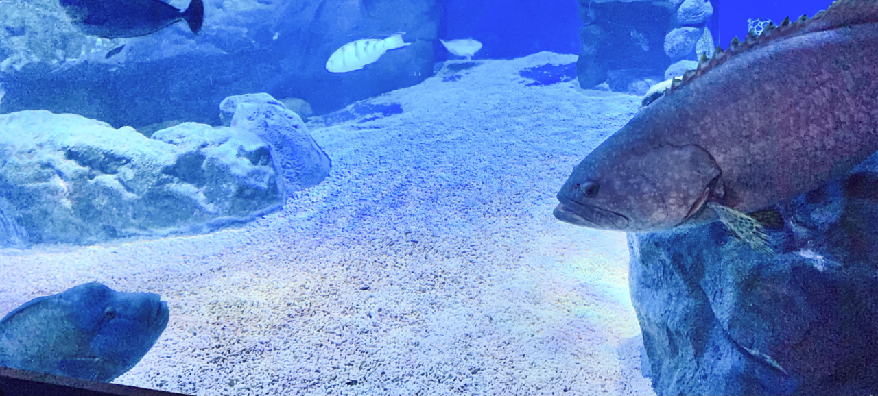 Humphead wrasse