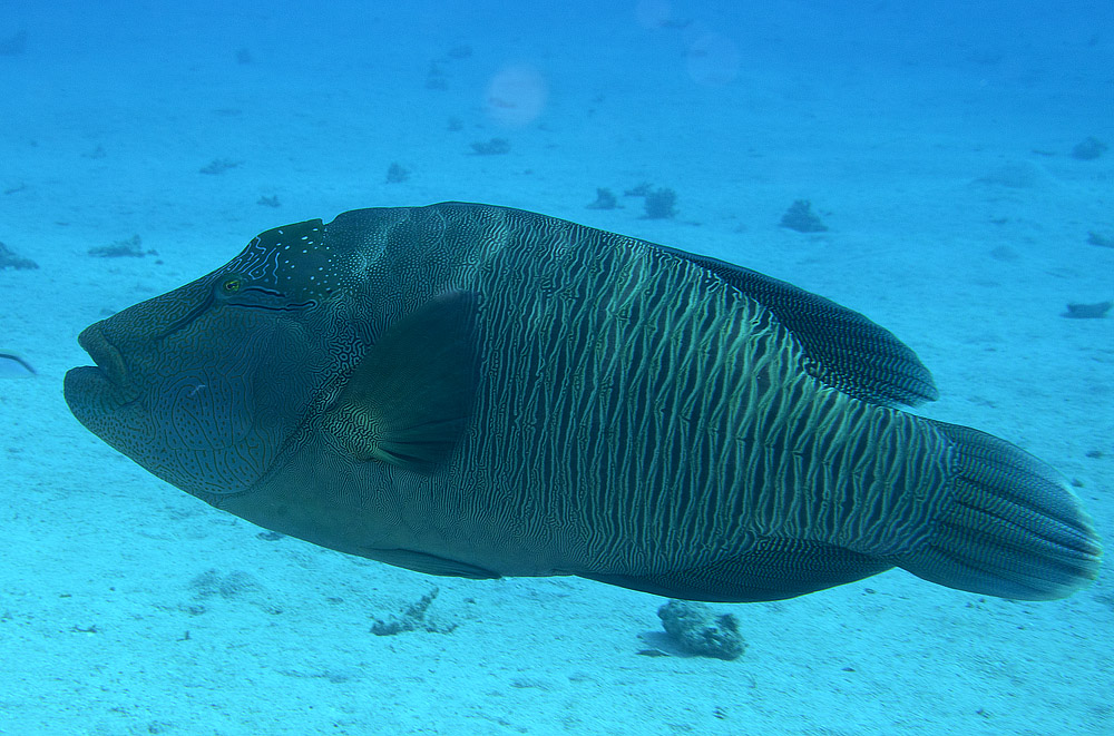 Humphead wrasse