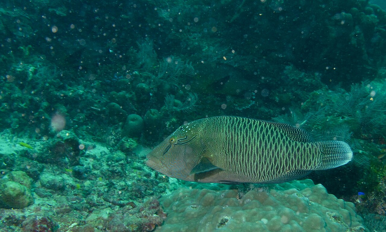 Humphead wrasse