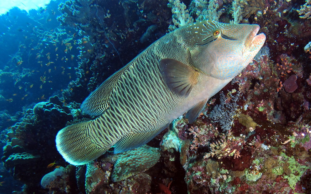 Humphead wrasse