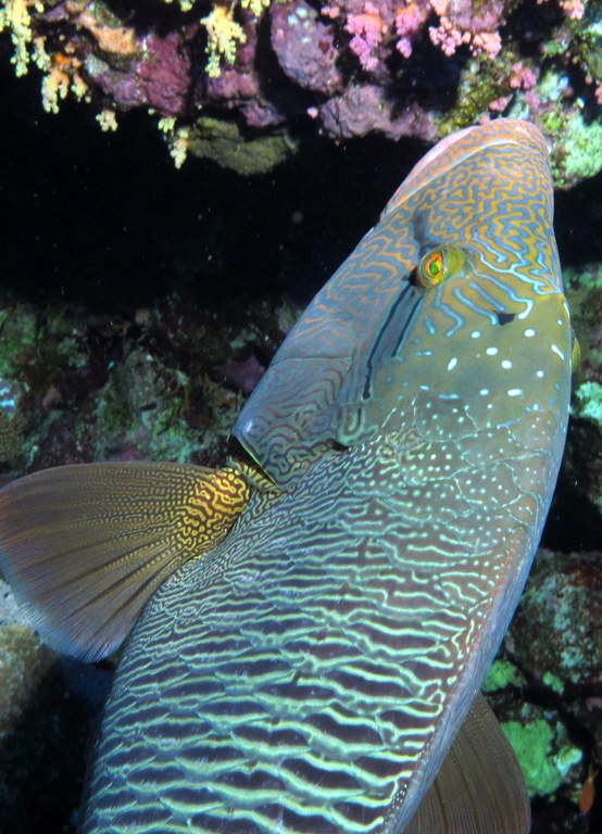Humphead wrasse