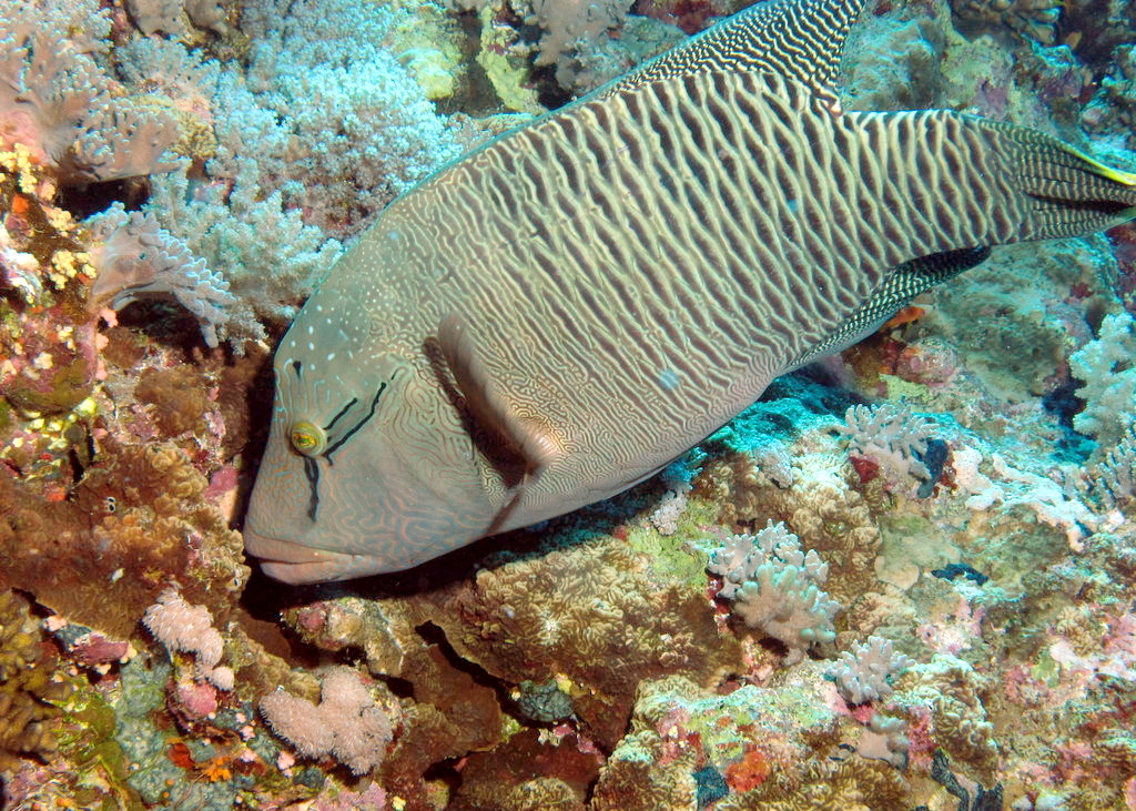 Humphead wrasse