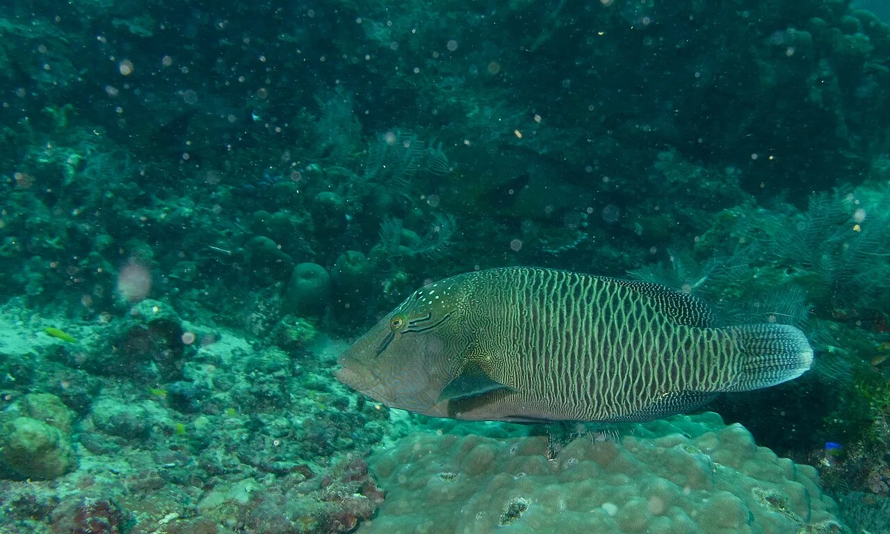 Humphead wrasse