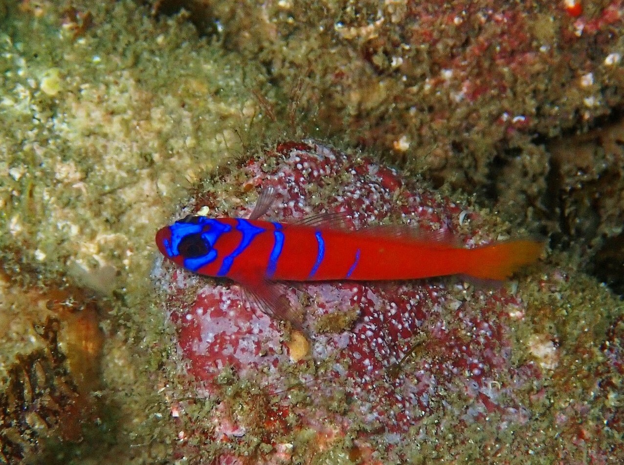 Lythrypnus dalli