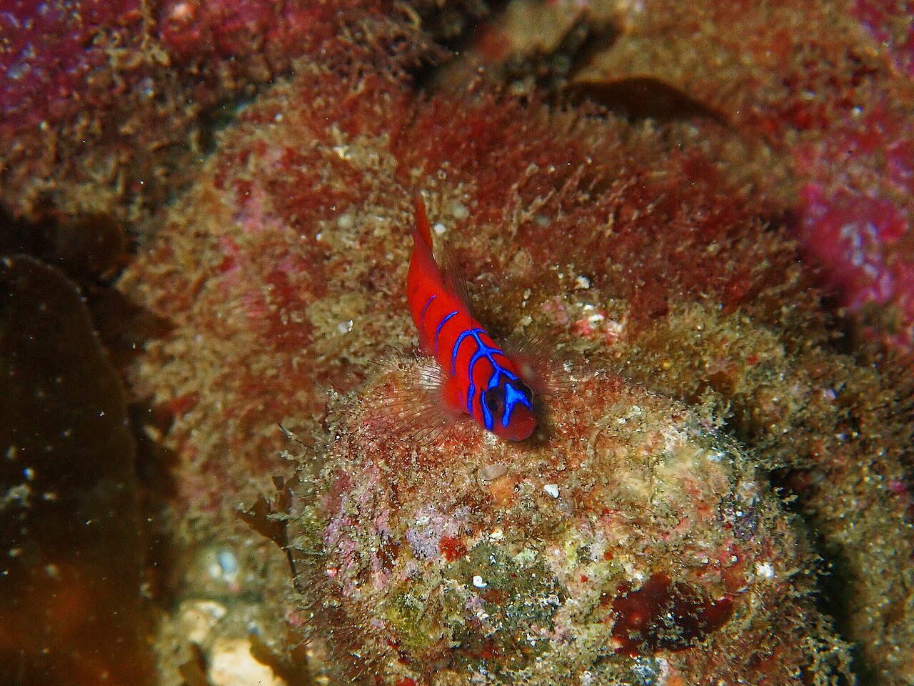 Lythrypnus dalli