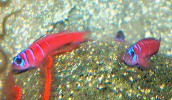 Lythrypnus dalli