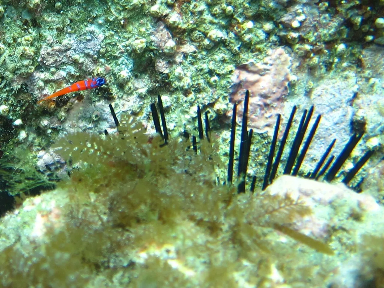 Lythrypnus dalli