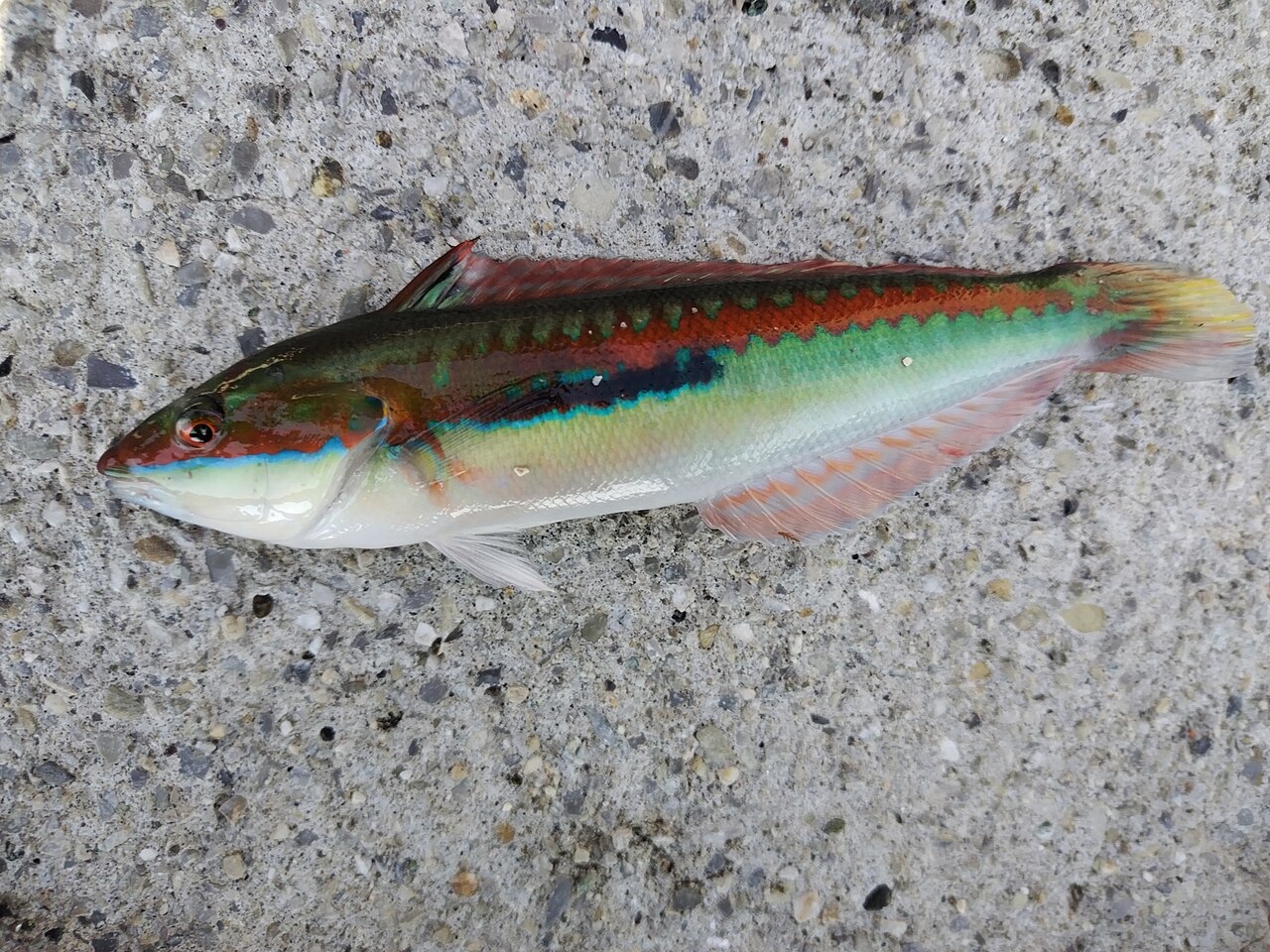 Mediterranean rainbow wrasse