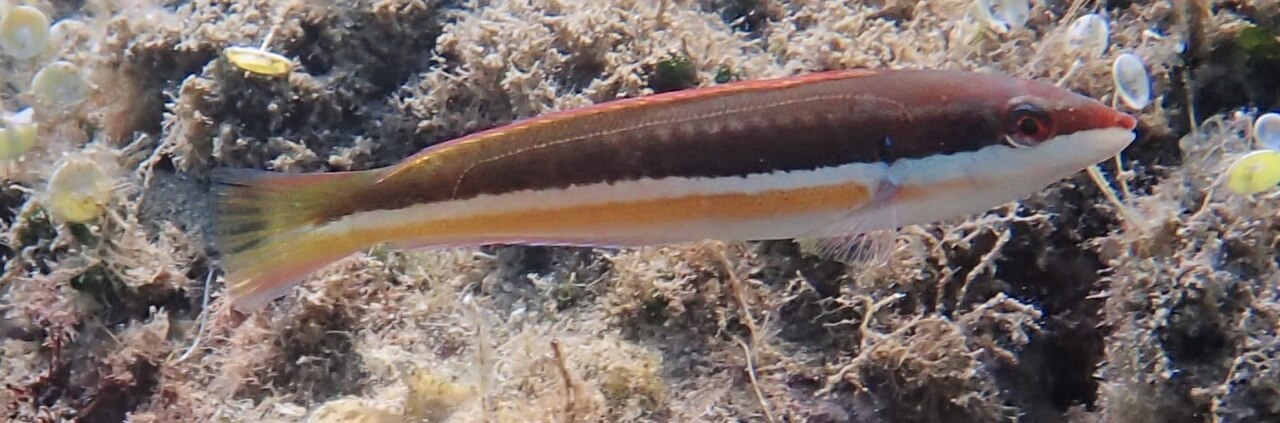 Mediterranean rainbow wrasse
