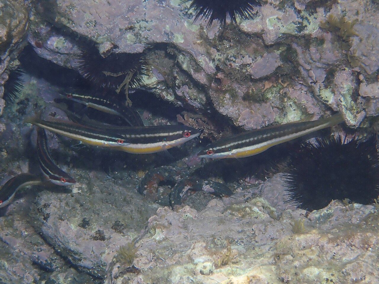 Mediterranean rainbow wrasse