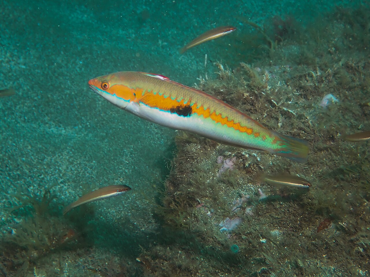 Mediterranean rainbow wrasse