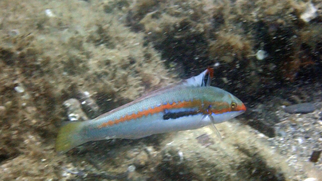 Mediterranean rainbow wrasse