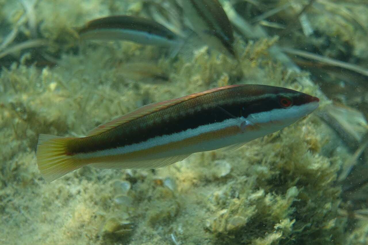 Mediterranean rainbow wrasse