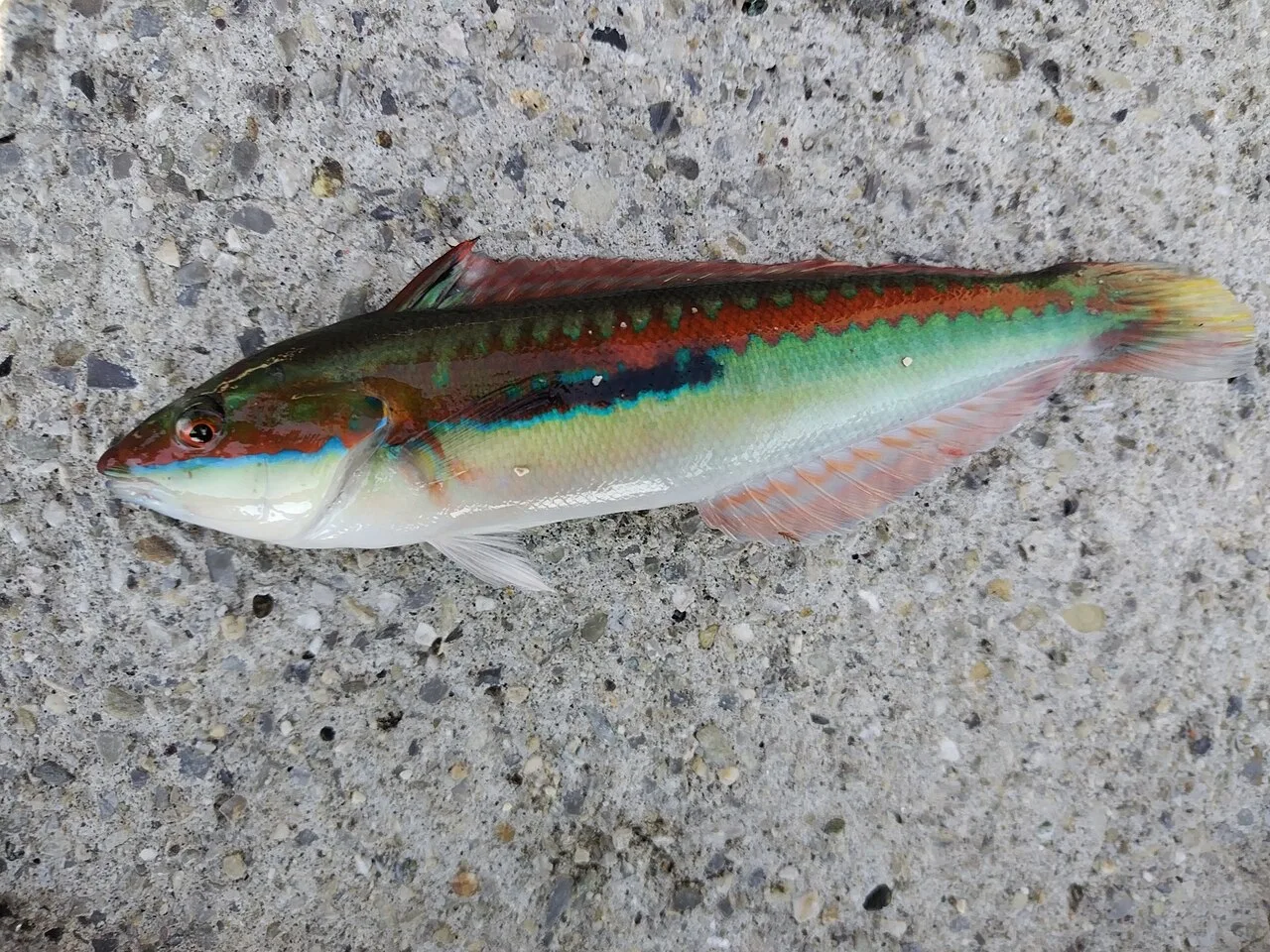 Mediterranean rainbow wrasse