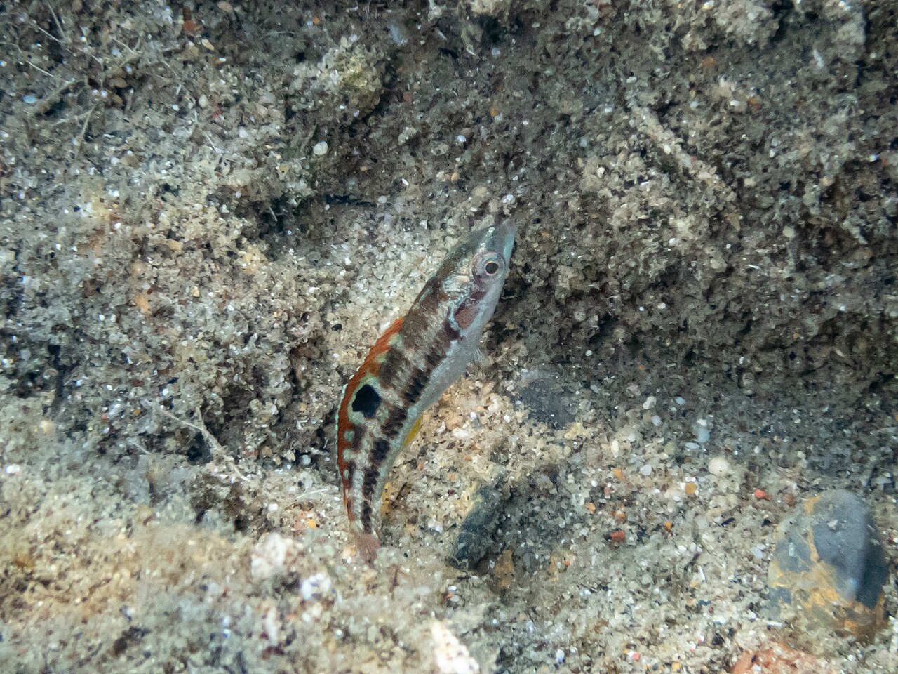 Ornate wrasse