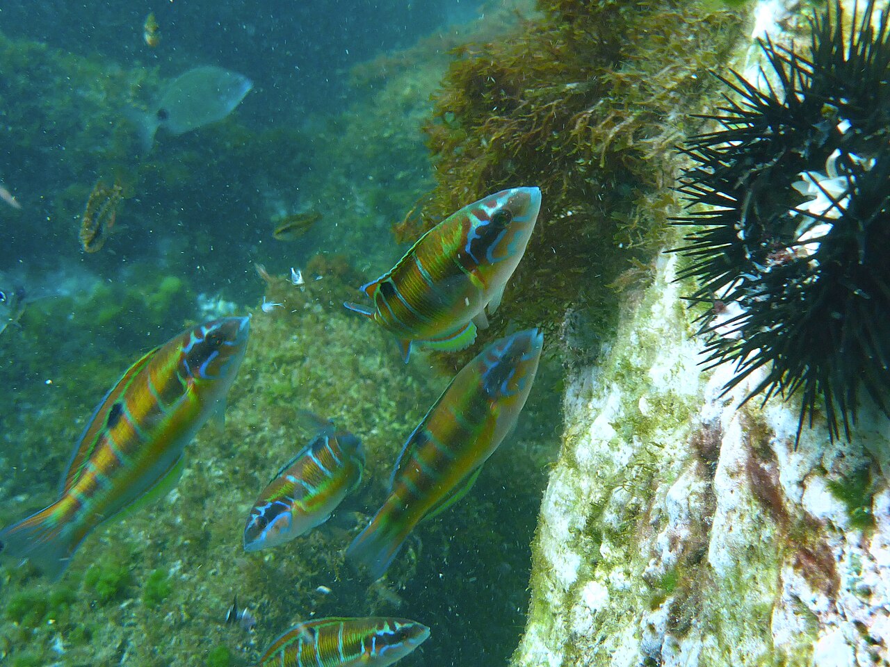 Ornate wrasse