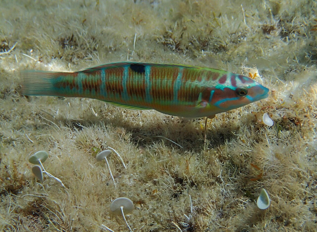 Ornate wrasse