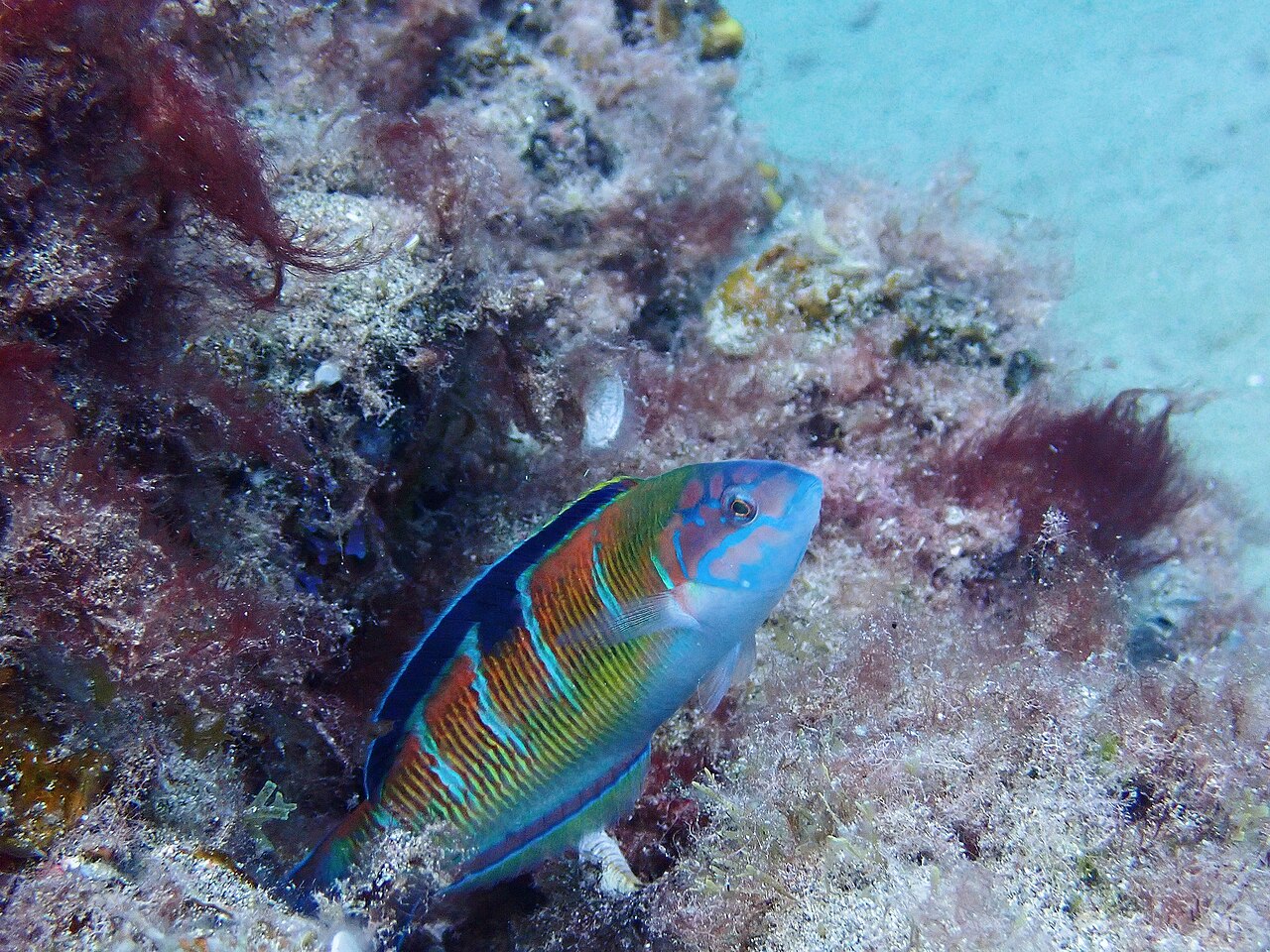 Ornate wrasse