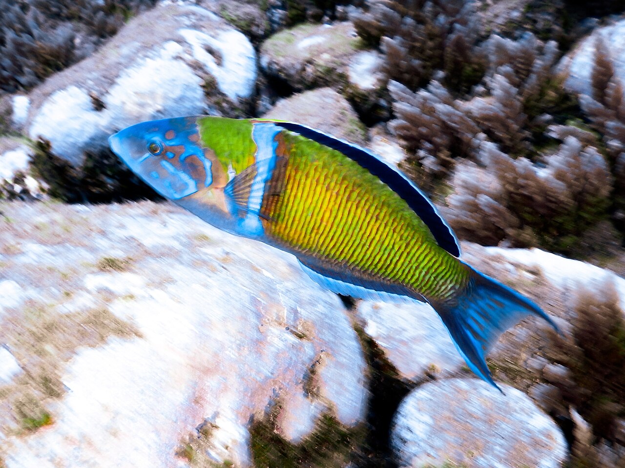 Ornate wrasse