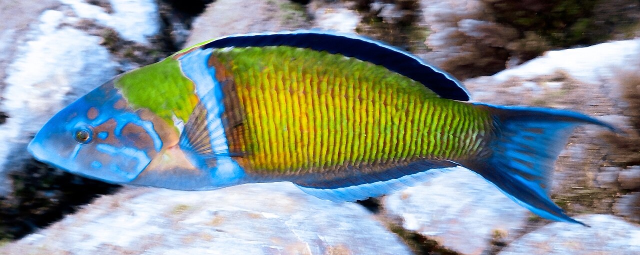 Ornate wrasse