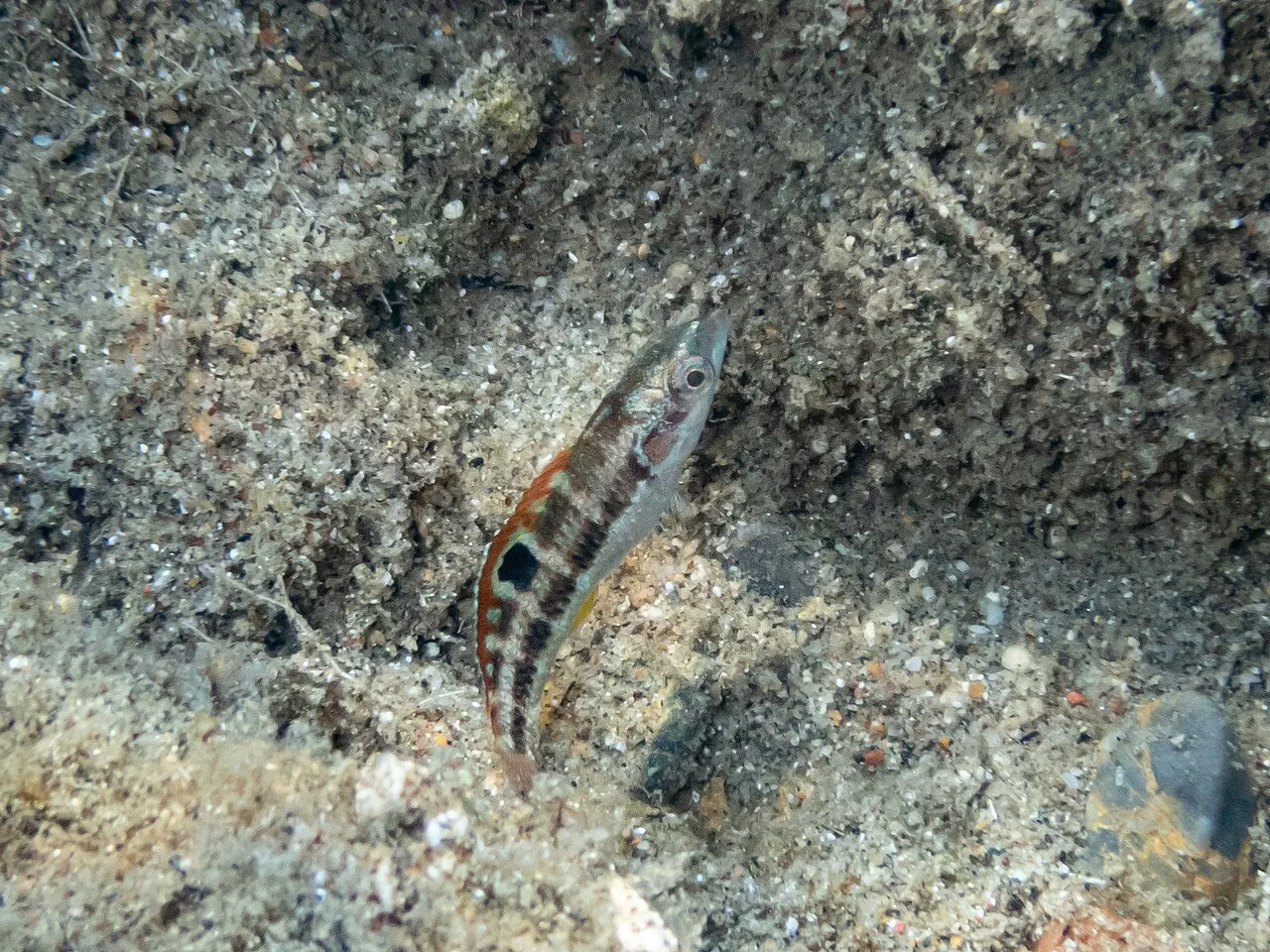 Ornate wrasse