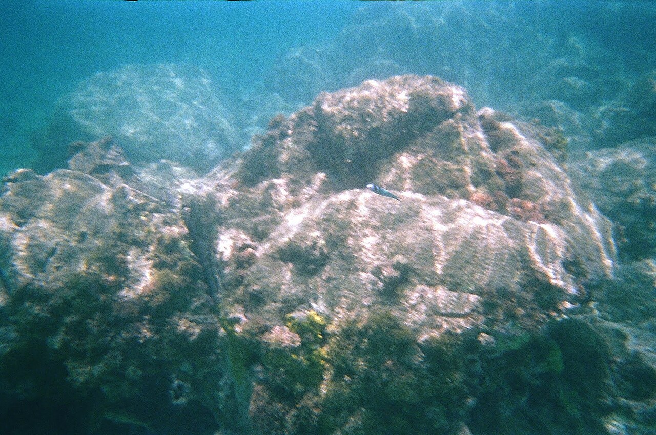 Thalassoma bifasciatum