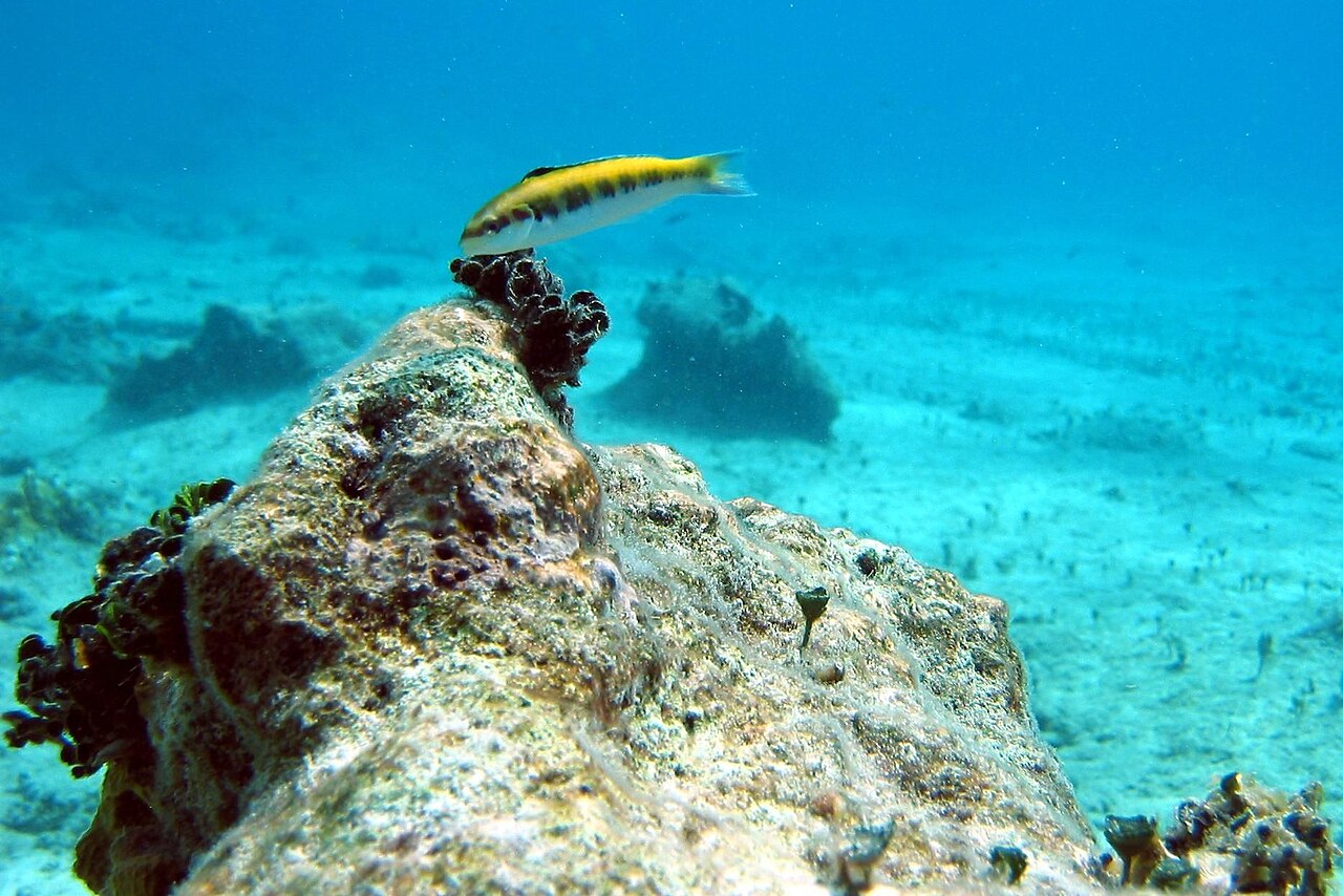 Thalassoma bifasciatum
