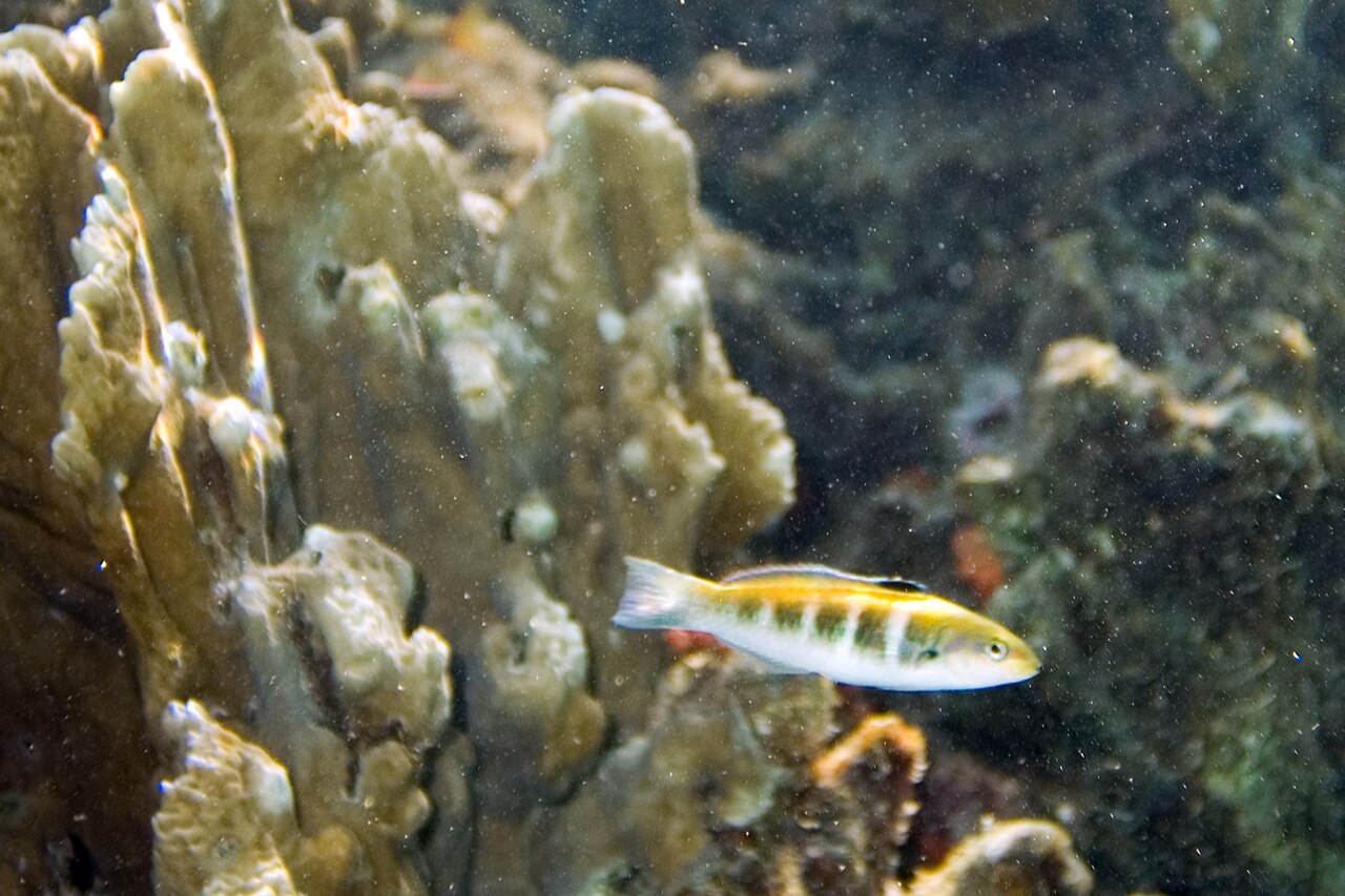 Thalassoma bifasciatum