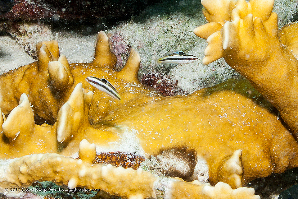 Thalassoma bifasciatum