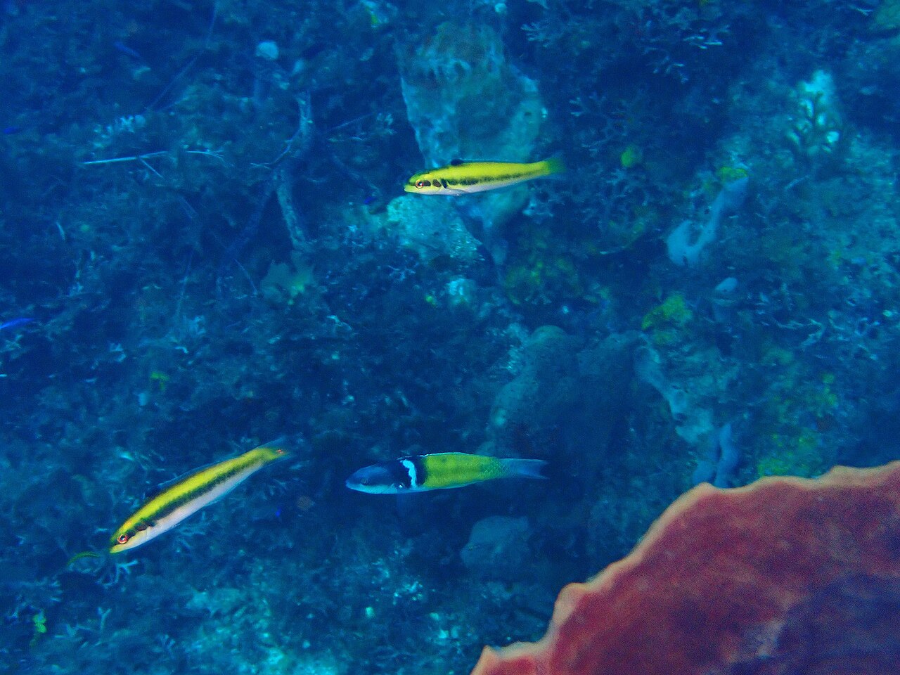 Thalassoma bifasciatum