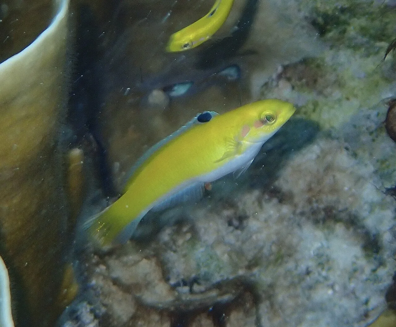 Thalassoma bifasciatum