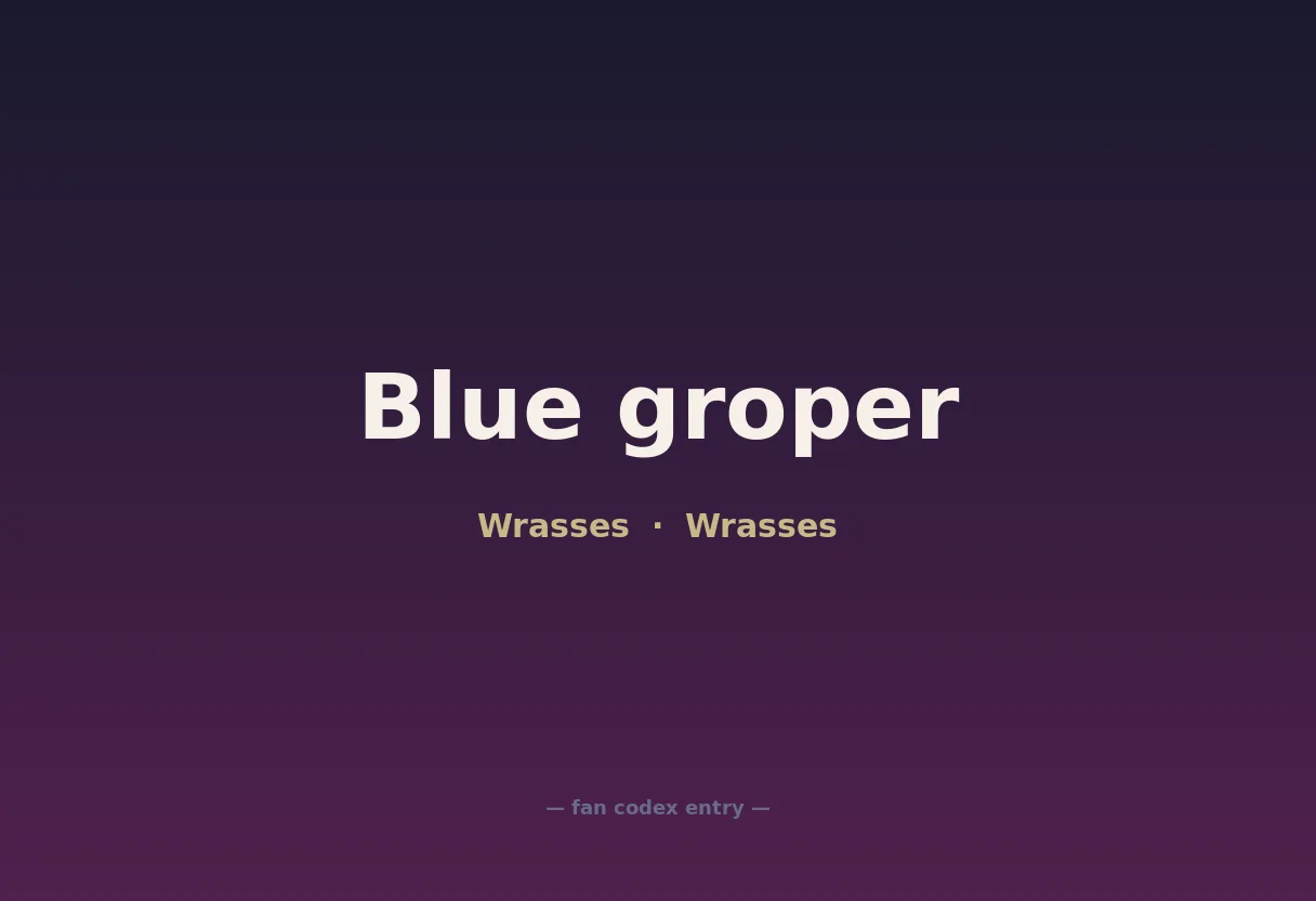 Blue groper