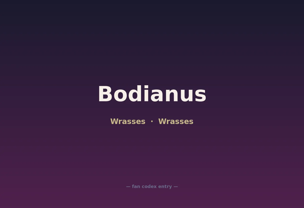Bodianus