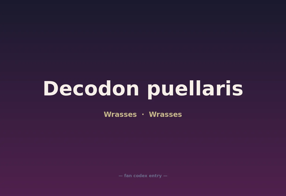Decodon puellaris
