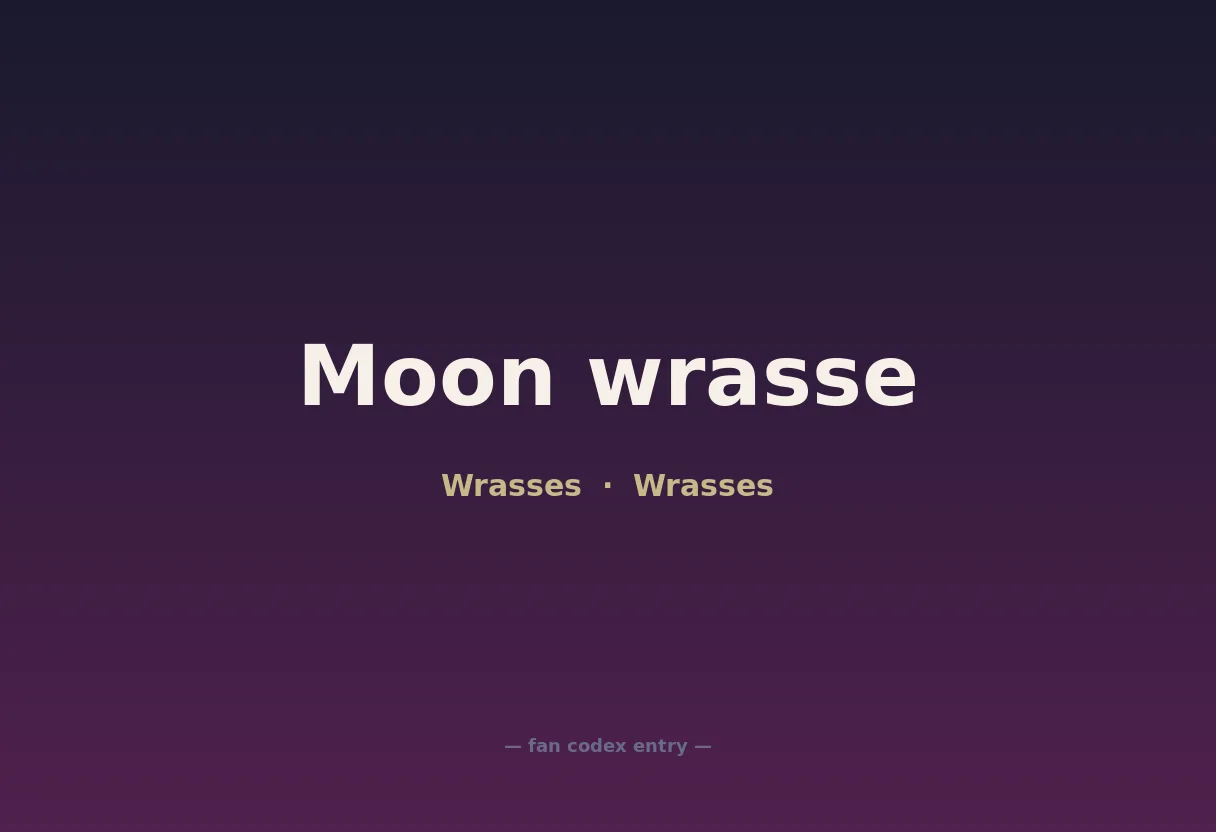 Moon wrasse