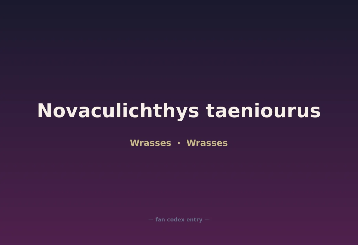 Novaculichthys taeniourus