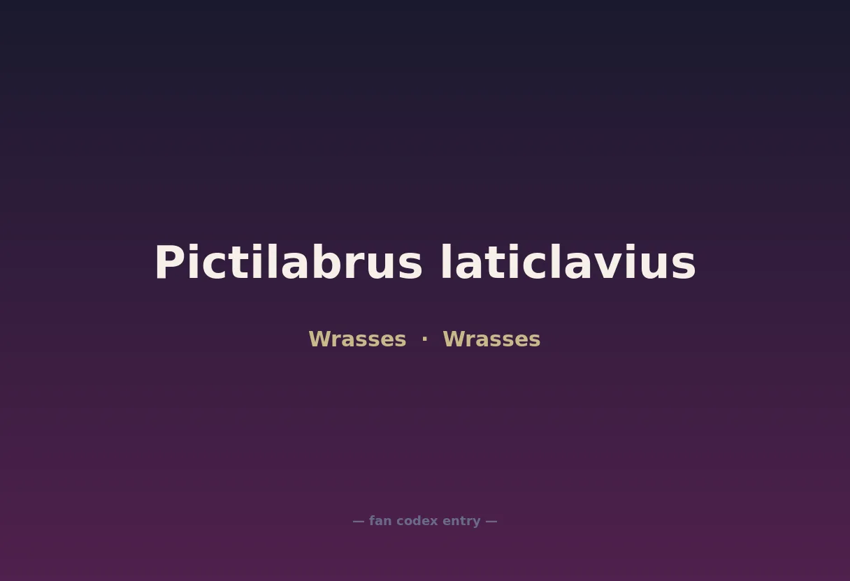 Pictilabrus laticlavius