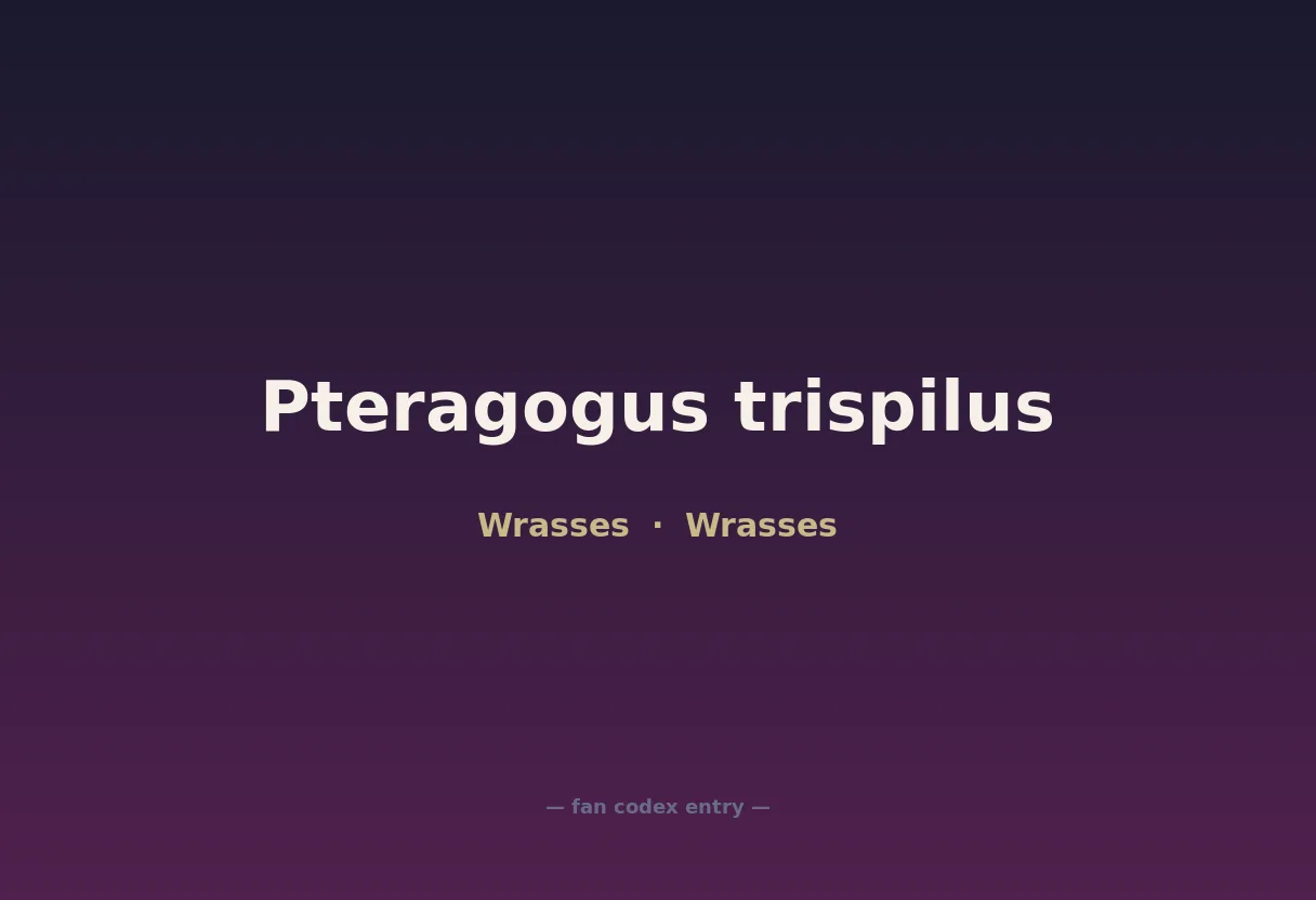 Pteragogus trispilus