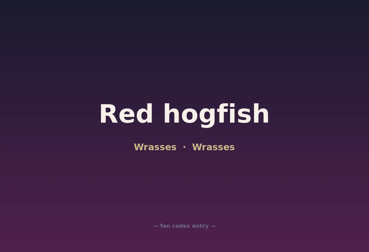 Red hogfish