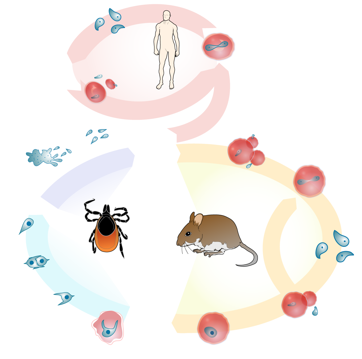 Babesiosis