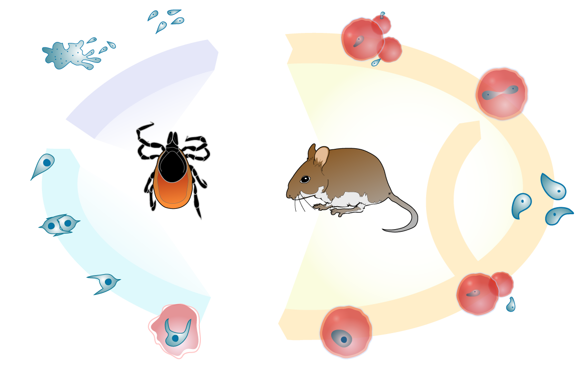 Babesiosis