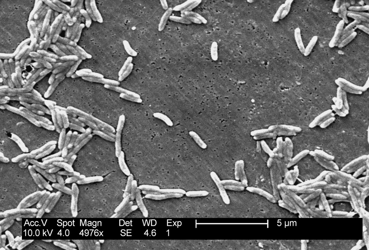 Campylobacter