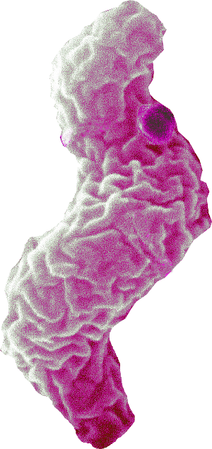 Campylobacter