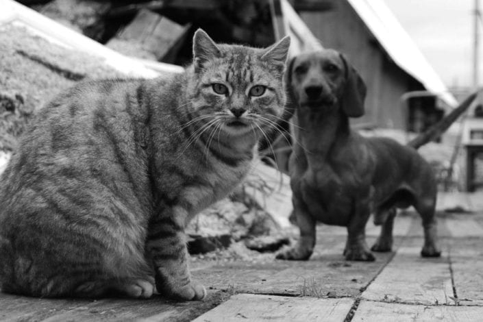 Cat bite
